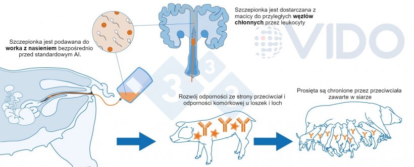 Ryc. 1. Sugerowany mechanizm działania szczepionki domacicznej: Szczepionka&nbsp; jest dostarczana do macicy podczas standardowej lub poszyjkowej sztucznej inseminacji, aby wygenerować u loszek/macior&oacute;w odpowiedź immunologiczną pośredniczoną przez przeciwciała i kom&oacute;rkową. Wytwarzane są przeciwciała siarowe, kt&oacute;re są dostarczane ssącym nowonarodzonym prosiętom.
