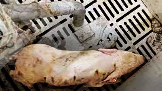 Ryc. 1. Prosię z gorączką >40° C, brakiem koordynacji, drżeniem, depresją i biegunką.