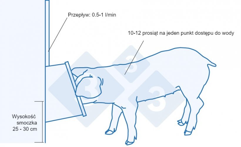 Zalecenia dotyczące poideł dla niedawno odsadzonych prosiąt.
