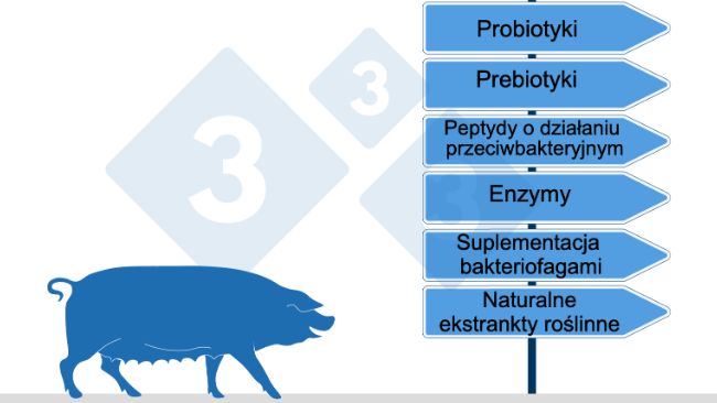 Rys.2. Alternatywy dla antybiotyk&oacute;w w hodowli świń reprezentowane są gł&oacute;wnie przez zastosowanie pre- i probiotyk&oacute;w, kwas&oacute;w organicznych, naturalnych ekstrakt&oacute;w roślinnych (olejk&oacute;w eterycznych), enzym&oacute;w, peptyd&oacute;w przeciwdrobnoustrojowych oraz w niewielkiej części suplementację bakteriofagami.
