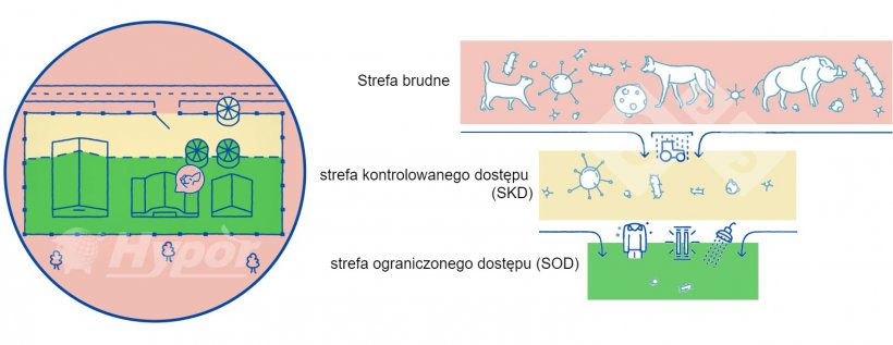 R&oacute;żne strefy sanitarne na fermie świń
