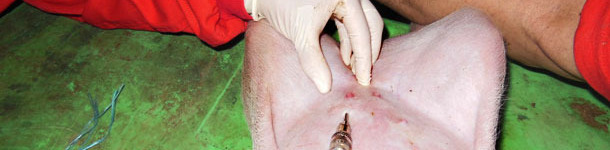 Intradermal inoculation of the antigen