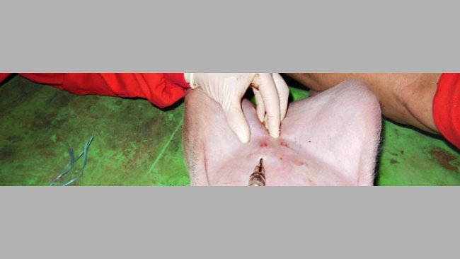 Intradermal inoculation of the antigen