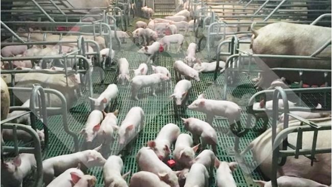 Ryc 1. Grupa prosiąt socjalizujących się w porodówce