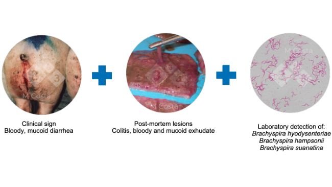 Ryc. 2. Triada proponowanych kryteriów potwierdzających diagnozę dyzenterii świń w danym stadzie. 