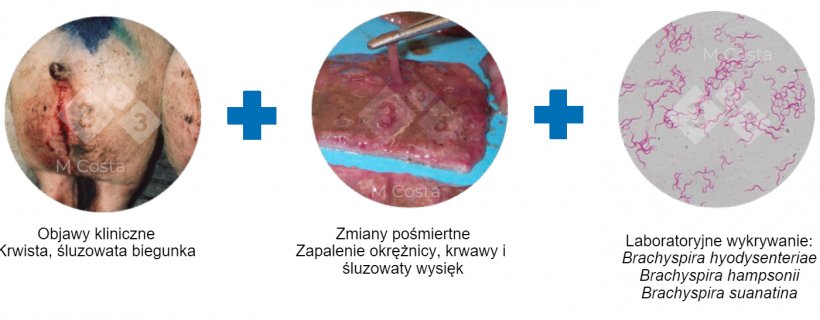 Ryc. 2. Triada proponowanych kryteri&oacute;w potwierdzających diagnozę dyzenterii świń w danym stadzie.&nbsp;
