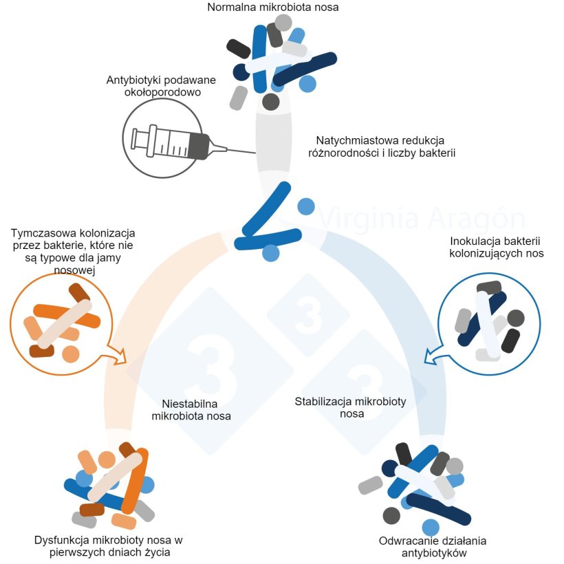 Ryc. 1. Antybiotyki stosowane w okresie okołoporodowym powodują zmniejszenie liczebności bakterii w mikrobiocie nosa, co zmienia jej r&oacute;żnorodność i skład. Zmiana ta utrzymuje się dłużej, gdy leczone są matki. Inokulacja bakterii kolonizujących nos może odwr&oacute;cić ten efekt.
