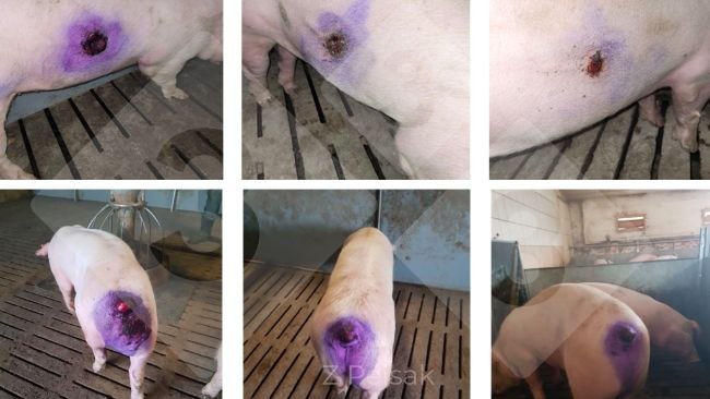 Ryc 3. Rezultaty terapii ran skóry będących wynikiem kanibalizmu