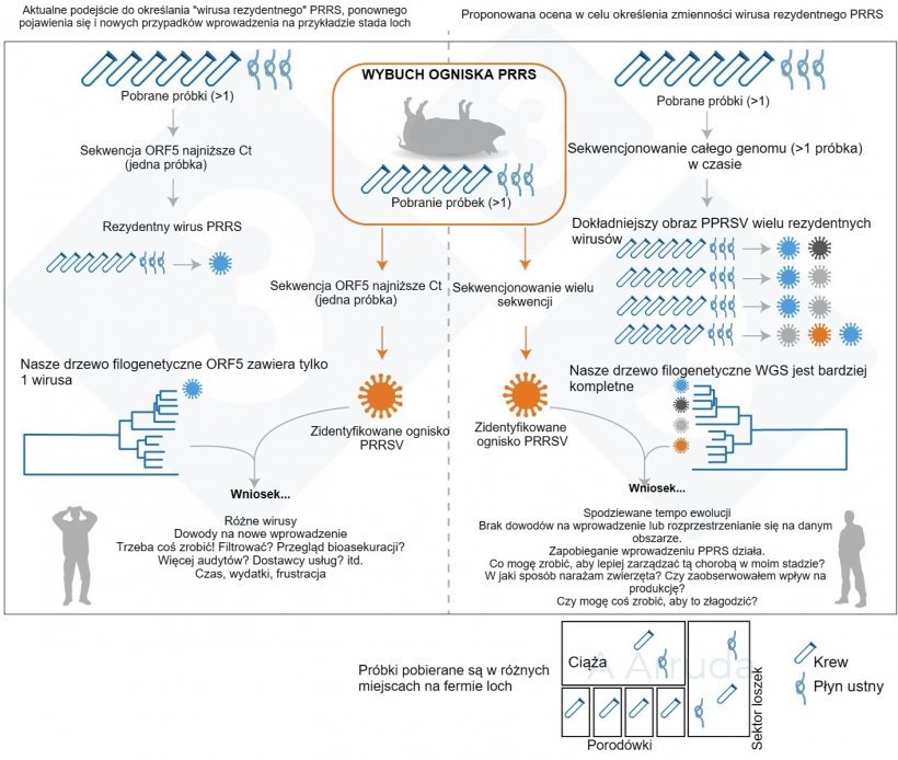 Ryc. 1. Ilustracja przykładu obecnego powszechnego podejścia do określania wariantu PRRSV w gospodarstwie (lewy panel) i proponowanej przez nas oceny w celu określenia zmienności wirusa rezydentnego PRRSV (prawy panel).
