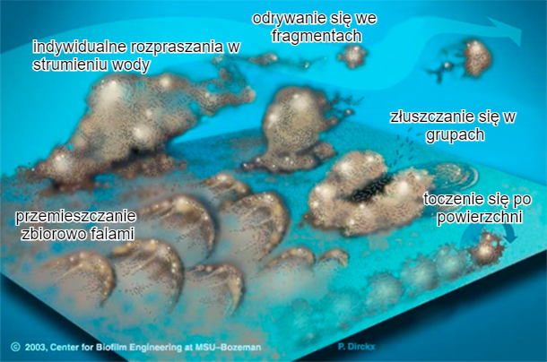 Ryc. 7. Bakterie biofilmu mogą poruszać się na wiele sposob&oacute;w: zbiorowo w falach, tocząc się po powierzchni, złuszczając się w grupach lub indywidualnie rozproszone w strumieniu wody. Źr&oacute;dło: Center for Biofilm Engineering, Montana State University.
