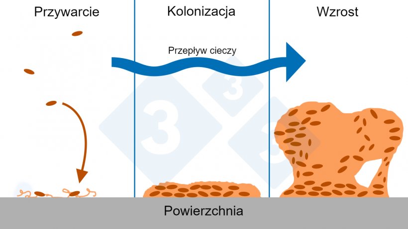 Ryc. 6. Trzy fazy tworzenia biofilmu: przyłączenie, kolonizacja i wzrost złożonych struktur biofilmu. Źr&oacute;dło: Rysunek opracowany za zgodą Center for Biofilm Engineering, Montana State University.
