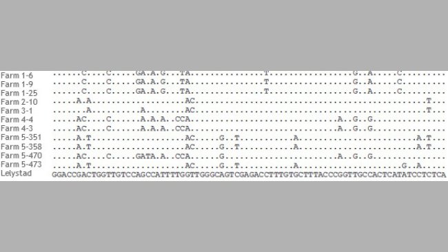 Portion of the alignment of ORF5 sequences of PRRSV strains from 5 different farms