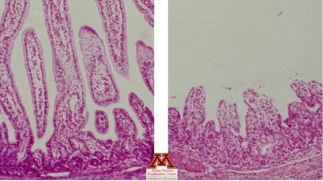 Zanik kosmk&oacute;w spowodowany rotawirusem . Źr&oacute;dło: Swine Diseases by Perle Zhitnitskiy, DVM, MSpVM. Photo source: Dr. Carlos Pijoan https://creativecommons.org/licenses/by-nc/4.0/
