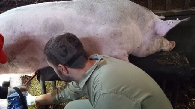 Fot. 1. Pobranie krwi podczas pobierania nasienia.
