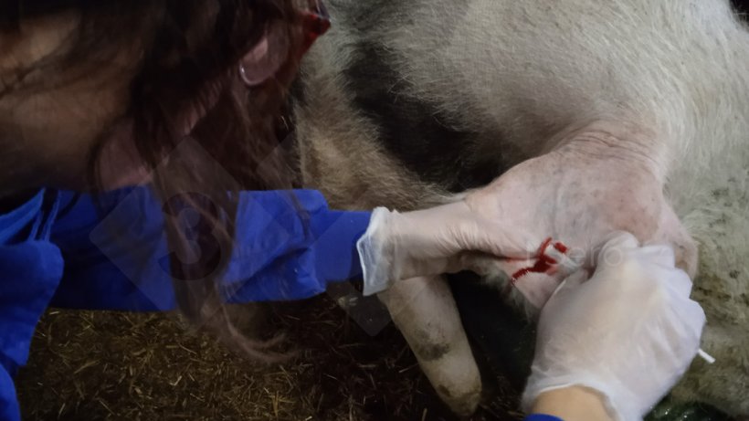 Fot. 3. Pobieranie wymazu&nbsp;z żyły usznej knura
