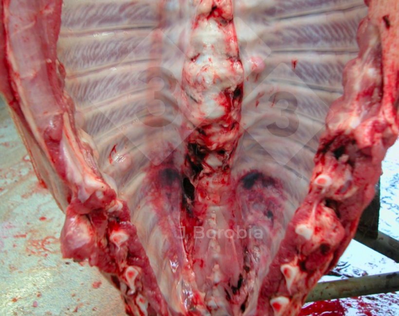 Ryc. 3. Egzostozy kostne na żebrach martwej świni na fermie.
