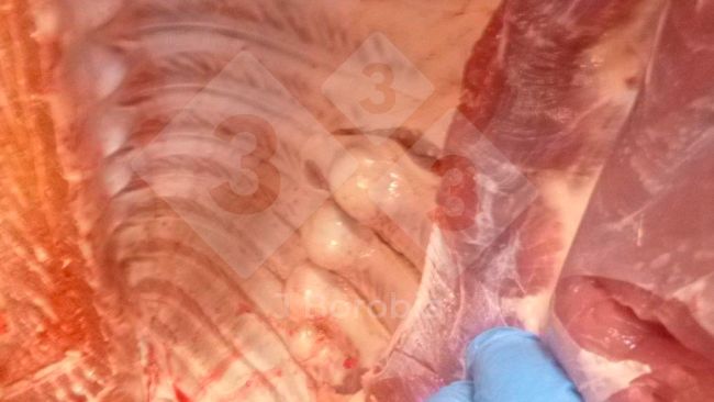 Ryc. 1. Egzostozy kostne na żebrach ubitej świni.
