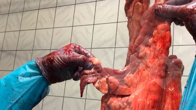 Ryc.1. Badanie w rzeźni na linii ubojowej.
