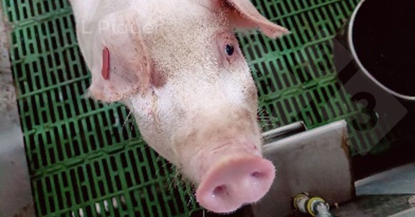 Zdjęcie 1. Świnia trzymana w kojcu metabolicznym
