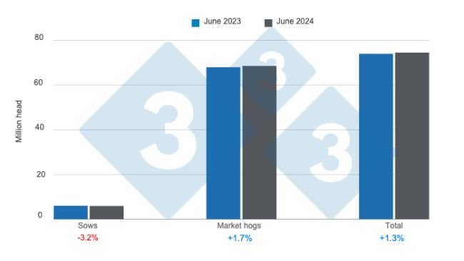 Pogłowie świń w USA na dzień 1 czerwca 2024 r., zmiany roczne. Przygotowane przez 333 Latin America na podstawie danych USDA - NASS.