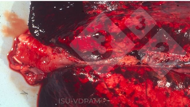 Ryc. 1: Typowe martwiczo-krwotoczne zmiany w płucach związane z infekcją APP. Źródło: ISU-VDPAM.