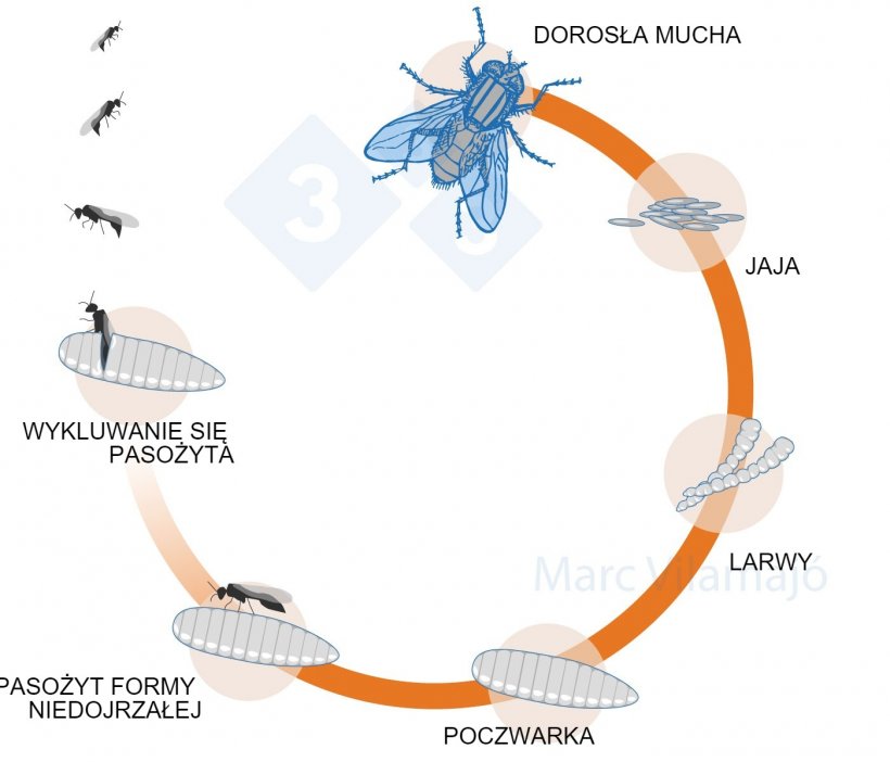 Wykres 3. Cykl życiowy muchy przerwany przez parazytoida.

