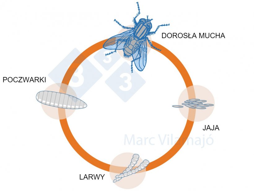 Wykres 1.&nbsp;Cykl życiowy muchy
