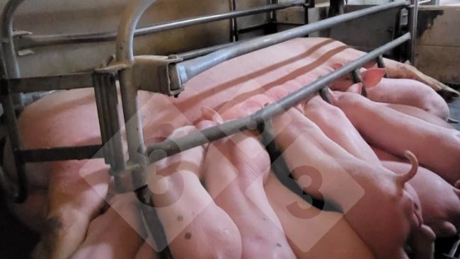 Zdjęcie 1. System żywienia precyzyjnego w porod&oacute;wce (dzięki uprzejmości Nosia).
