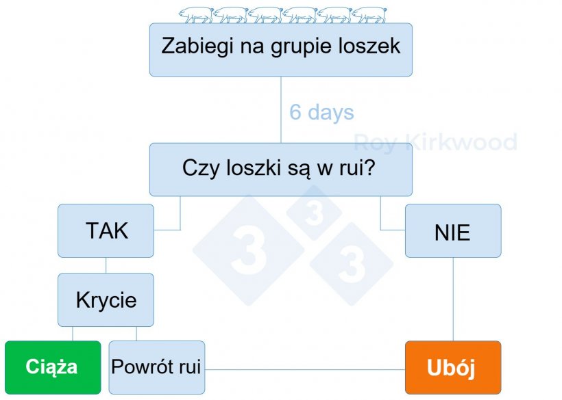 Schemat 2: Proponowany protok&oacute;ł zgodnie z odpowiedzią na leczenie indukujące dojrzewanie płciowe. Uwaga: jeśli widzisz &lt; 70% loszek w rui do 6 dni po leczeniu -&gt; prawdopodobnie masz problemy z wykrywaniem rui.
