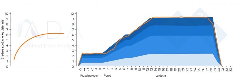 Ryc. 1. Teoretyczny optymalny schemat pobierania paszy przez lochę karmiącą i wyniki w praktyce.
