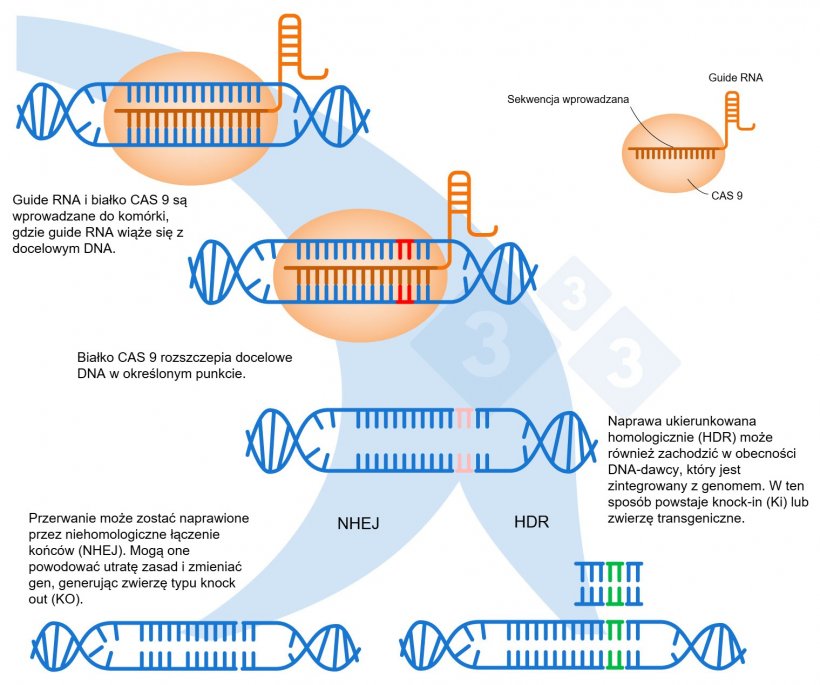 Ryc. 1. Edycja gen&oacute;w przy użyciu systemu CRISPR-Cas9. Guide RNA (gRNA) rozpoznaje określony region genomu, kt&oacute;ry jest celem dla endonukleazy DNA Cas9. Enzym ten rozszczepia dwie nici DNA w ściśle określonym miejscu. Na podstawie:&nbsp;https://es.moleculardevices.com/applications/gene-editing-with-crispr-engineering
