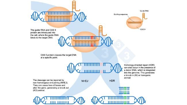 Ryc. 1. Edycja genów przy użyciu systemu CRISPR-Cas9. Guide RNA (gRNA) rozpoznaje określony region genomu, który jest celem dla endonukleazy DNA Cas9. Enzym ten rozszczepia dwie nici DNA w ściśle określonym miejscu. Na podstawie: https://es.moleculardevices.com/applications/gene-editing-with-crispr-engineering
