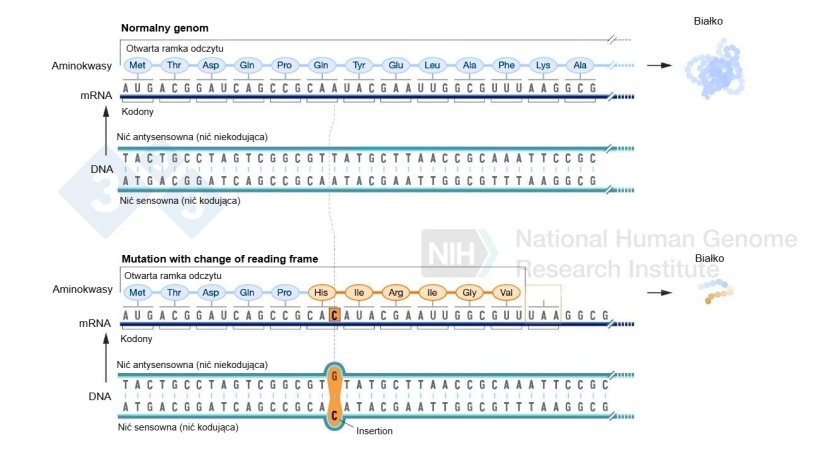 Ryc. 2. Przykład insercji nukleotydowej, kt&oacute;ra wiąże się ze zmianą ramki odczytu i powoduje tworzenie innych aminokwas&oacute;w niż normalnie, a na końcu kodon stop, kt&oacute;ry zatrzymuje tworzenie większej ilości aminokwas&oacute;w dla tego białka. Źr&oacute;dło: https://www.genome.gov/es/genetics-glossary/Mutacion-con-cambio-del-marco-de-lectura
