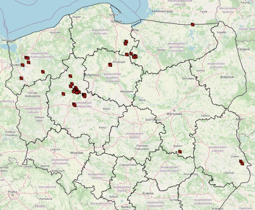 Ogniska ASF u świń 2024r. Źr&oacute;dło: Gł&oacute;wny Inspektorat Weterynaryjny
