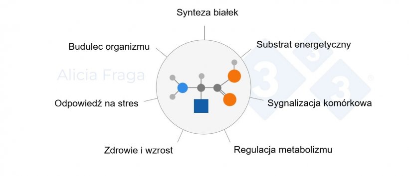 Ryc. 1. Gł&oacute;wne role funkcjonalnych aminokwas&oacute;w.
