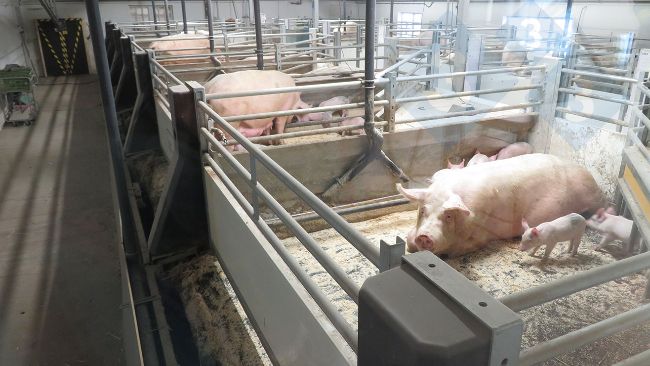 Movable floor&nbsp;system implemented in lactating sows.
