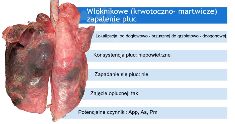 App: Actinobacillus pleuropneumoniae; As: Actinobacillus suis;&nbsp;Pm: Pasteurella multocida
