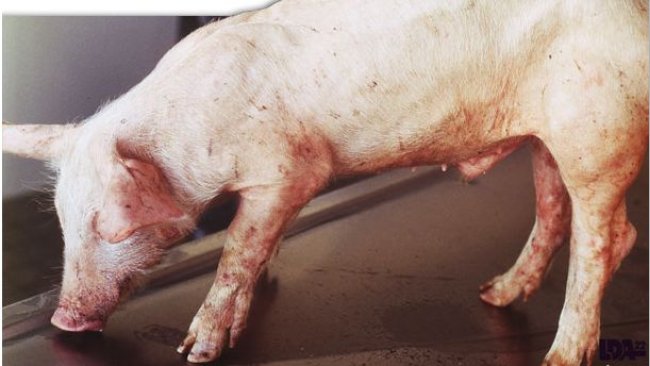 PMWS on piglet. Dr Morvan, LDA22