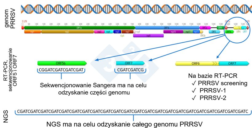 Rysunek 1: Schematyczne przedstawienie pełnego genomu PRRSV (GenBank U87392) oraz docelowych region&oacute;w dla r&oacute;żnych test&oacute;w diagnostycznych. W Stanach Zjednoczonych testy RT-PCR stosowane do wykrywania wirus&oacute;w podobnych do atenuowanych szczep&oacute;w szczepionkowych (MLV) są ukierunkowane na region nsp2, natomiast sekwencjonowanie CLAMP, mające na celu zablokowanie amplifikacji wirus&oacute;w szczepionkowych MLV podczas sekwencjonowania metodą Sangera, jest ukierunkowane na gen ORF5.

