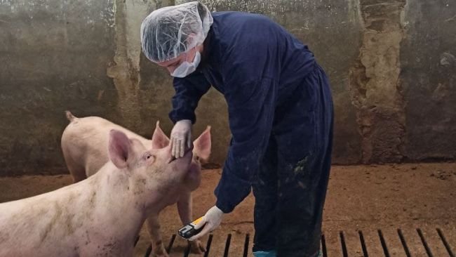 Monitorowanie stężenia gazów powinno być przeprowadzane co najmniej raz w sezonie i w co najmniej trzech kojcach.