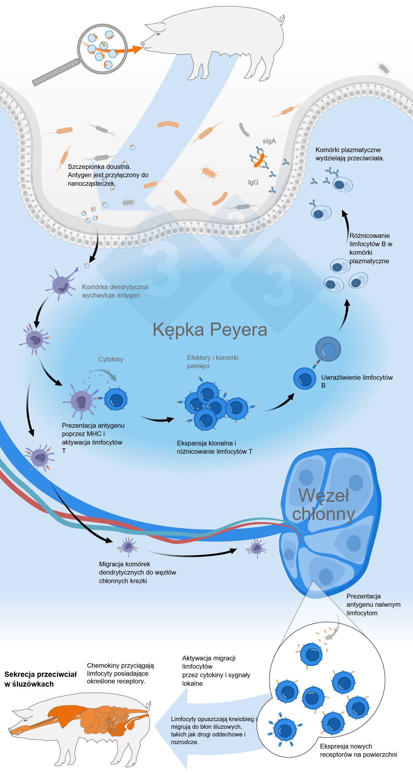 Schemat aktywacji wsp&oacute;lnego układu odpornościowego błon śluzowych przez szczepionkę doustną
