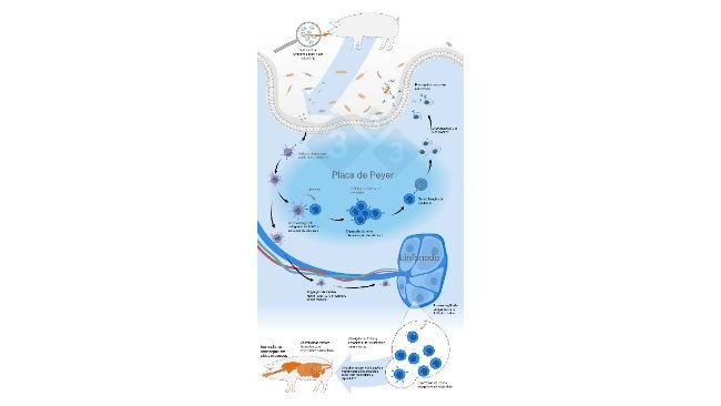 Schemat aktywacji wspólnego układu odpornościowego błon śluzowych przez szczepionkę doustną