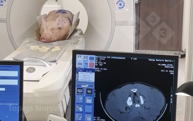 Ryc. 4. Knury są umieszczane w pozycji leżącej na skanerze TK. Cały proces trwa mniej niż 10 minut.