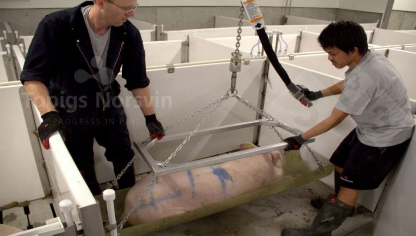 Ryc. 2. Zwierzęta są sedowane, aby zachowały spokój podczas zabiegu.