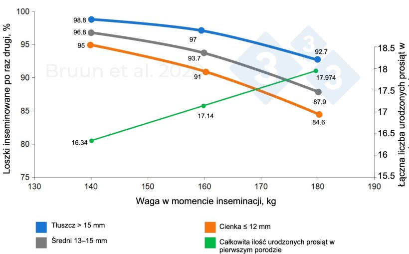 Związek między masą ciała i grubością słoniny u loszki podczas pierwszego krycia a jej późniejszym życiem produkcyjnym i długością życia. Bruun i in. (2020): Raport z badań nr 1206, SEGES Innovation