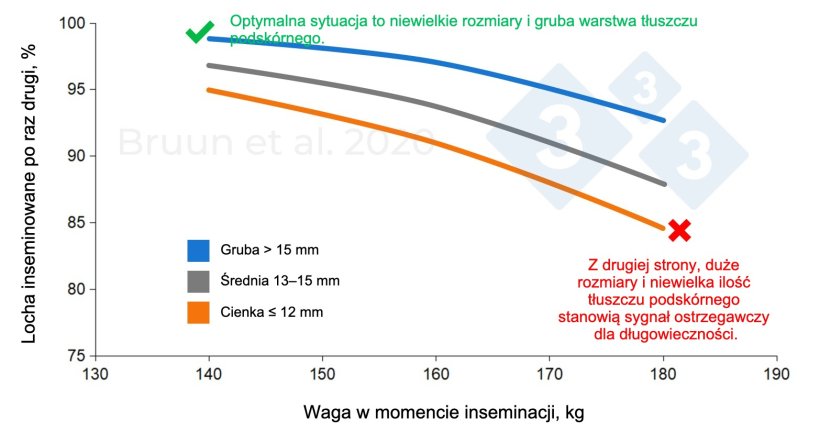 Związek między masą ciała i grubością słoniny u loszki podczas pierwszego krycia a jej późniejszym życiem produkcyjnym i długością życia. Bruun et al. (2020): Raport z badań nr 1206, SEGES Innovation