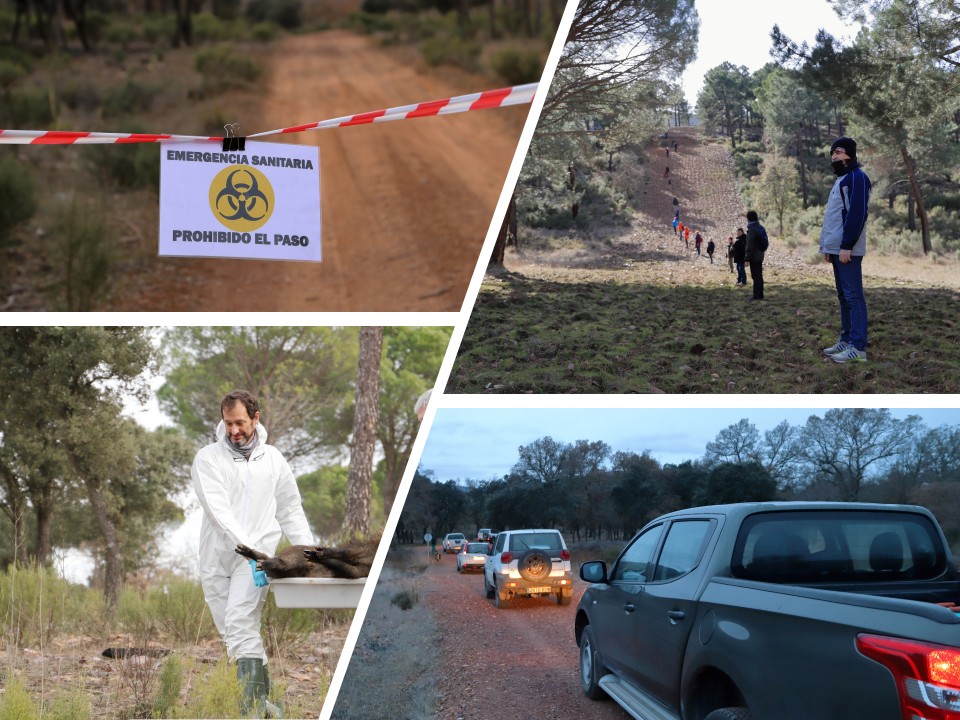 Rysunek 2. Symulacje ASF u dzik&oacute;w.
