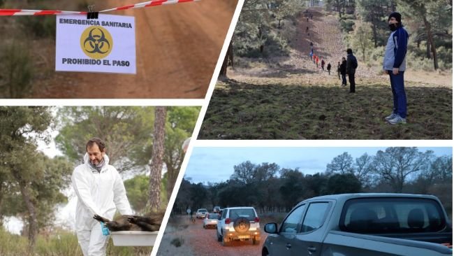 Rysunek 2. Symulacje ASF u dzików.