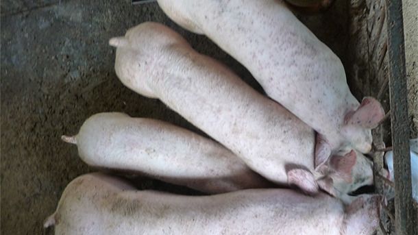 It is usual to find pigs with heterogeneous weights in farms affected by PCV2-SD and PCV2-SI