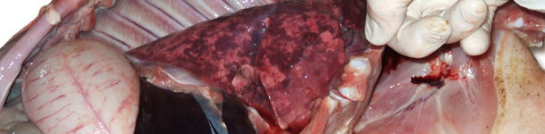 Powiększone, niezapadnięte, gumowate, marmurkowe płuca świadczą o śr&oacute;dmiąższowym zapaleniu płuc